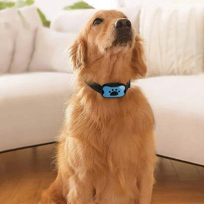 Collier de dressage pour Chien sorties maîtrisées