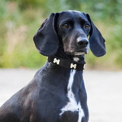 collier en cuir pour chien durable