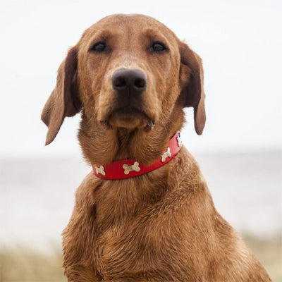 collier en cuir pour chien renforcees
