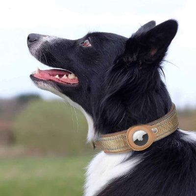 Collier GPS chien anti-perte