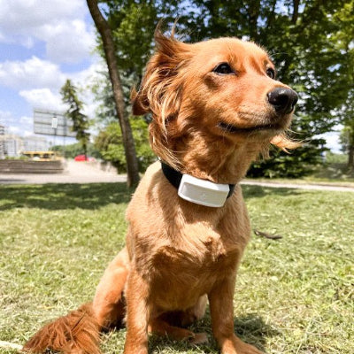 Collier GPS Chien  equipe traceur