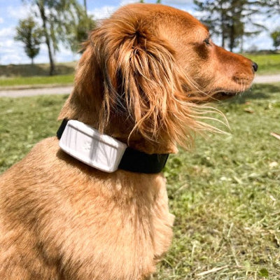 Collier GPS Chien pour fixe sur collier ajustable