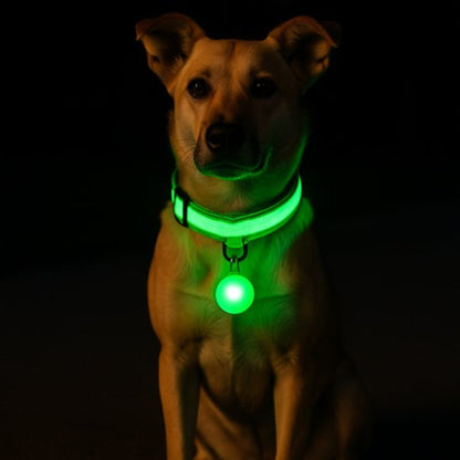 Collier lumineux pour chien multicolore