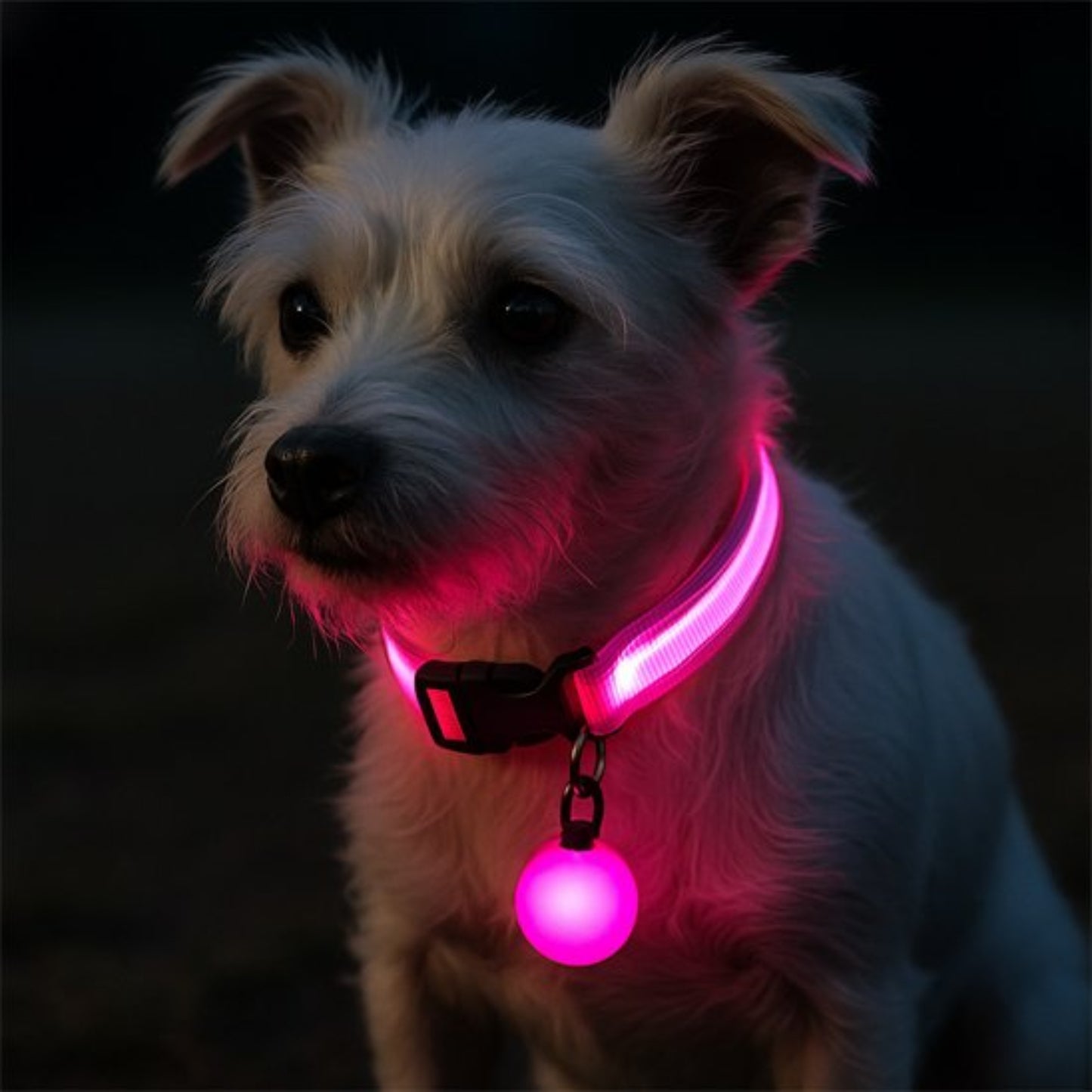 Collier lumineux pour chien protecteur