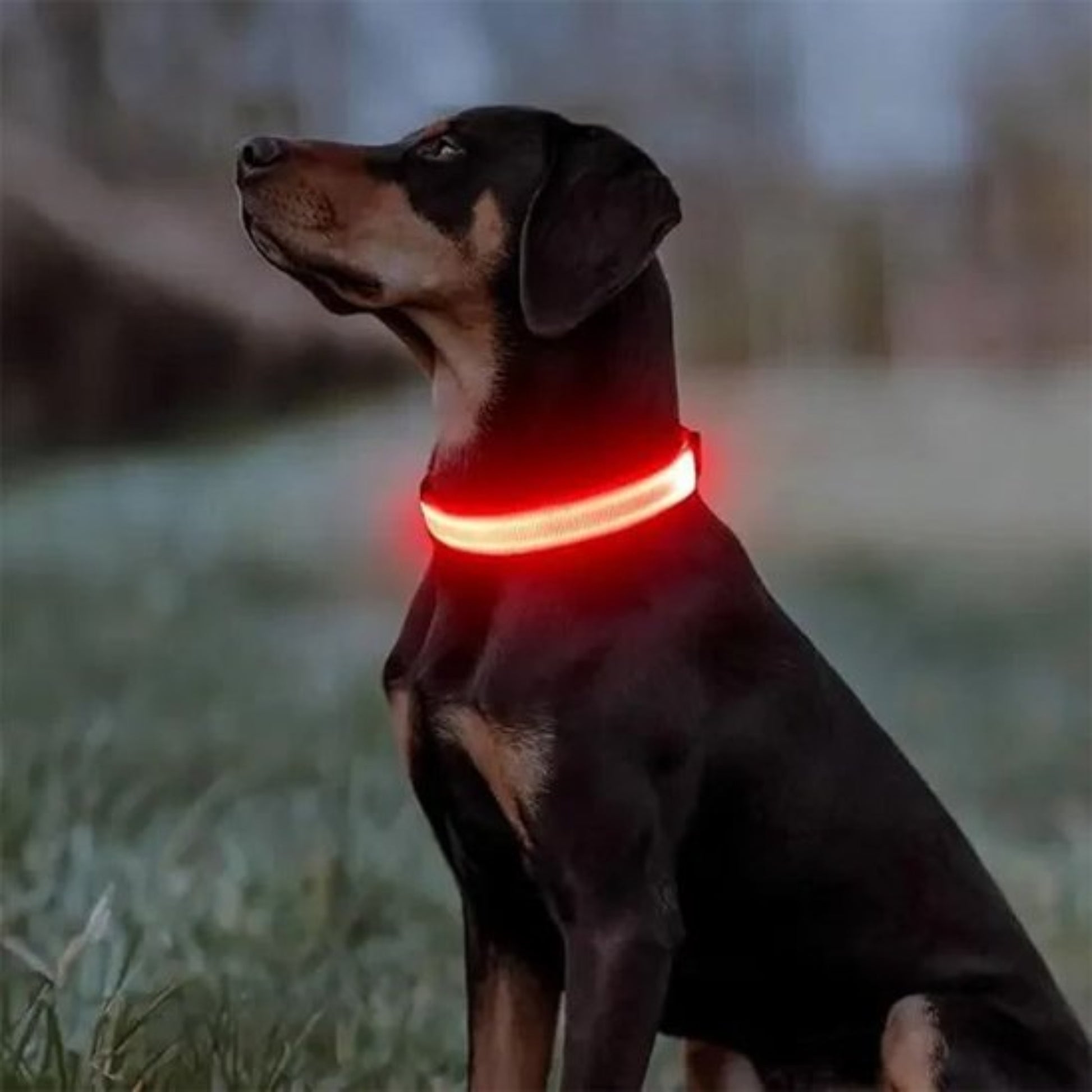 Collier lumineux pour chien reflechissant