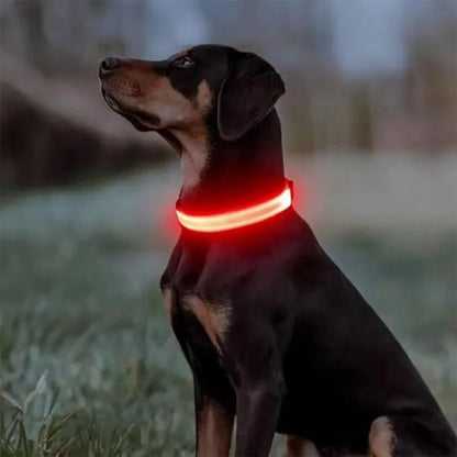 Collier lumineux pour chien reflechissant