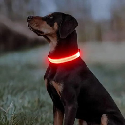 Collier lumineux pour chien reflechissant