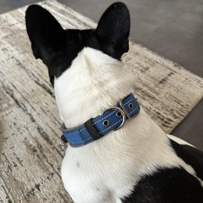 Collier pour chien ajustable  et confortable