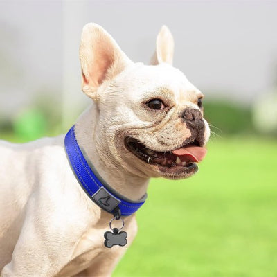 Collier pour chien  anti glisse et solide