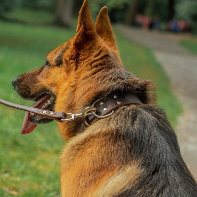 collier pour chien en cuir boucle ardillon en métal inoxydable 