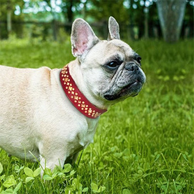 Collier pour chien en cuir type bouledogue français