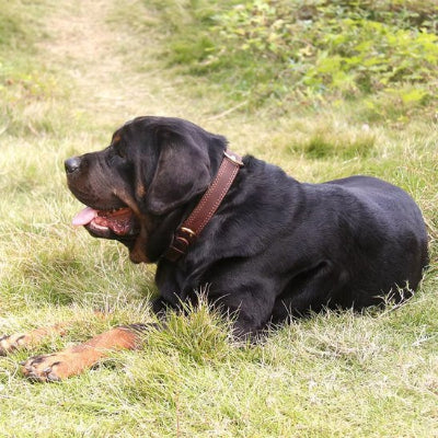 collier pour chien en cuir  veritable renforcées aux points de tension