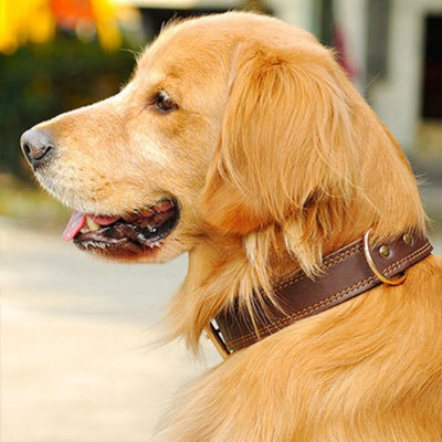 collier pour chien en cuir veritable