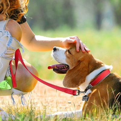 Collier pour chien excellente qualité de fabrication
