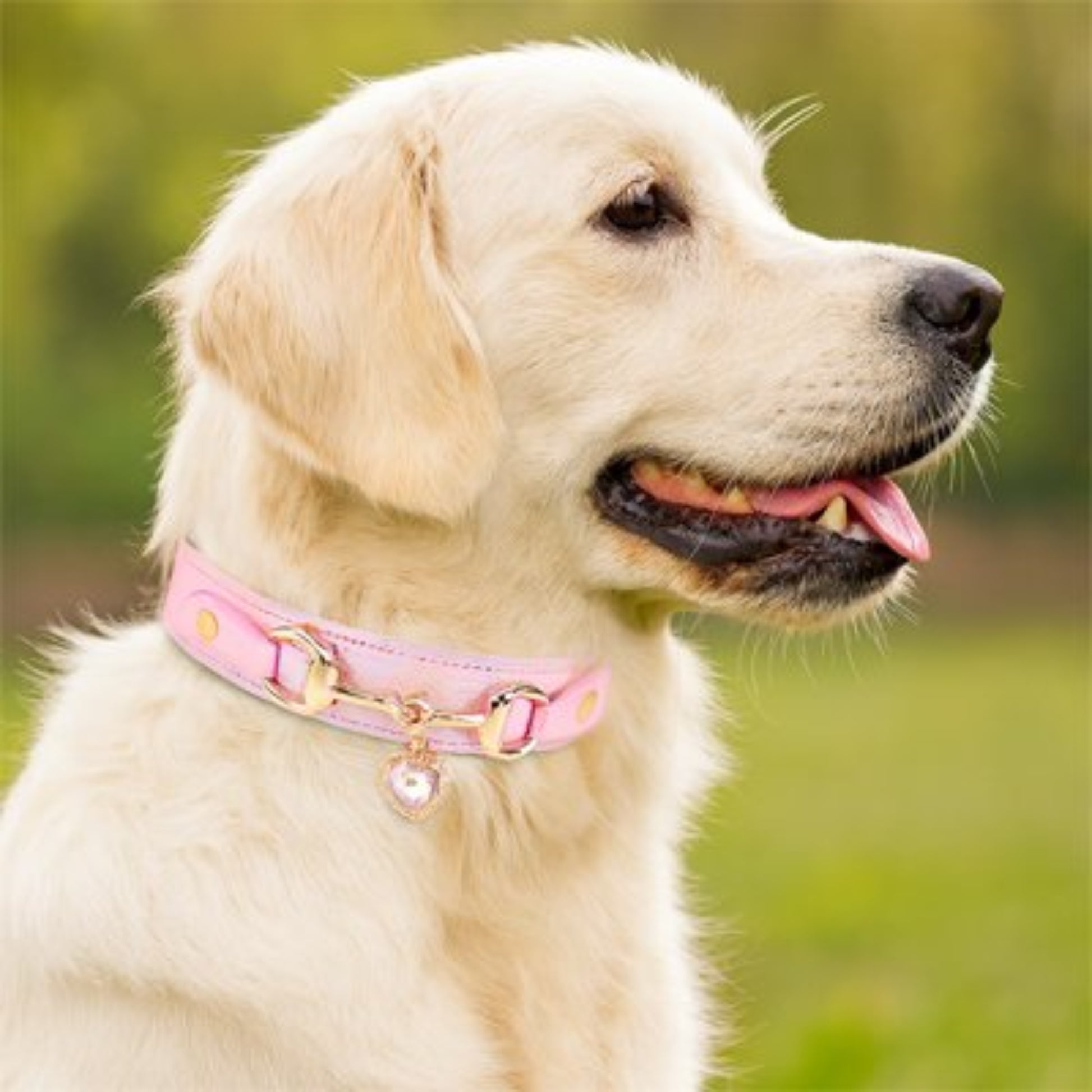Collier pour Chien gracieux
