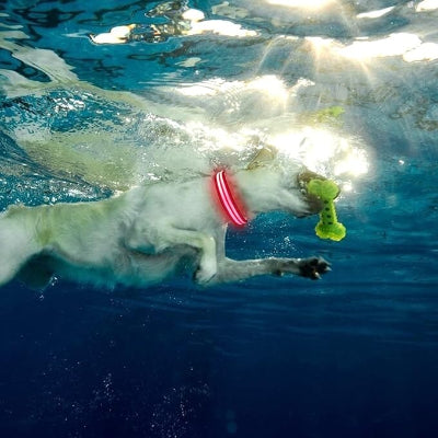 collier pour chien impermeable