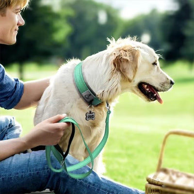 Collier pour chien  jade brille intensement