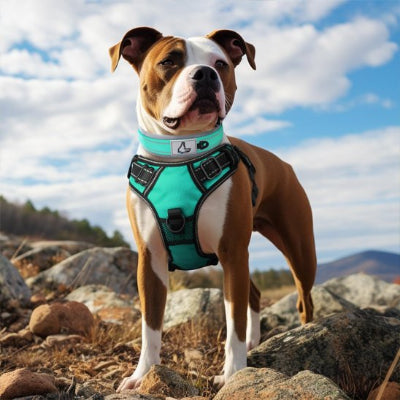 Collier pour chien jade haute luminosité.