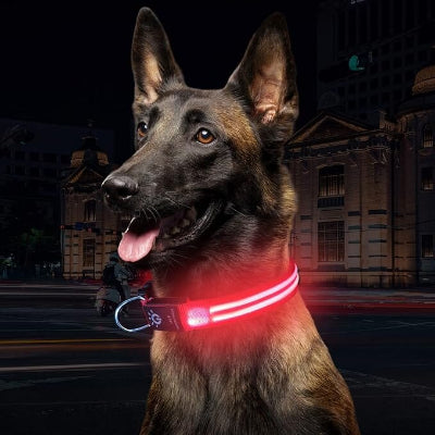 collier pour chien led clignotant
