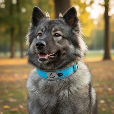 Collier pour chien résistant pour une sécurité optimale