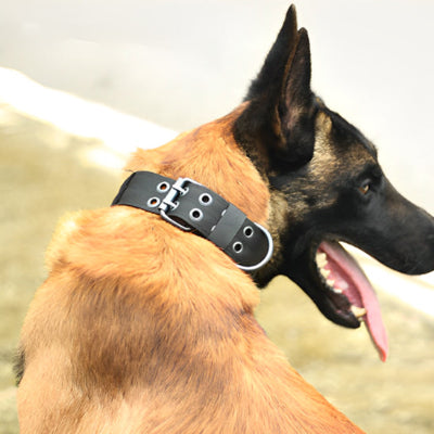 collier pour chien securitaire