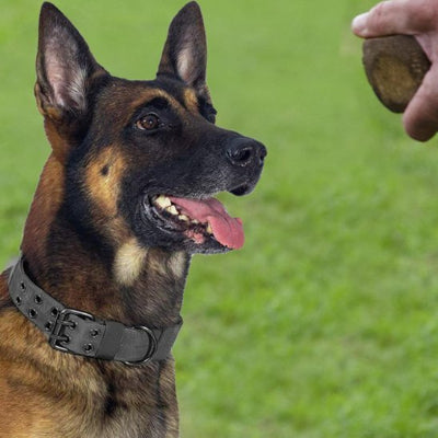 Collier pour chien specialement adapte