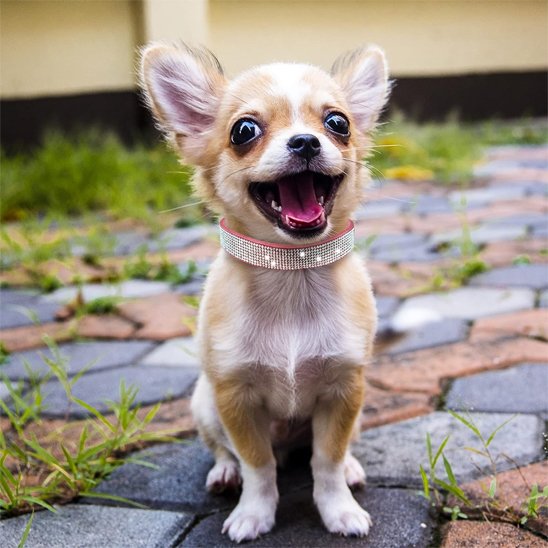collier strass avec cristaux scintillant