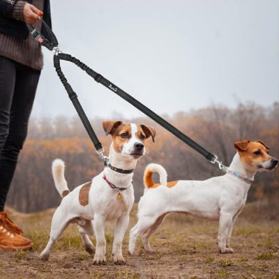 Double laisse pour chien conception anti-nœuds