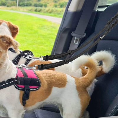 Double laisse pour chien protection optimale