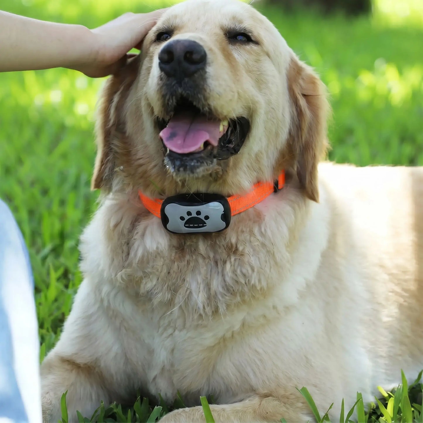 Collier anti-aboiement sonore pour chien – solution douce et sans choc