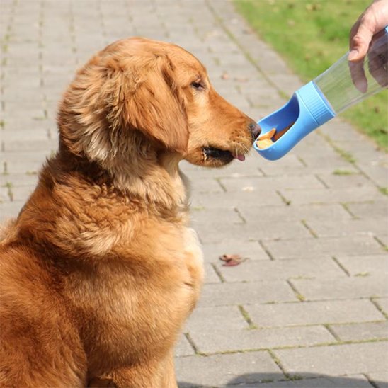 Gourde chien