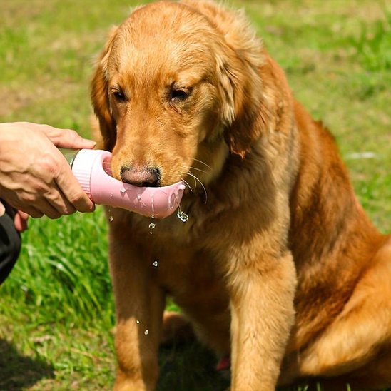 Gourde chien