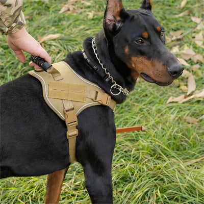 harnais anti traction chien puissant tactique gros plan
