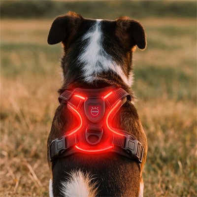 harnais chien lumineux securité