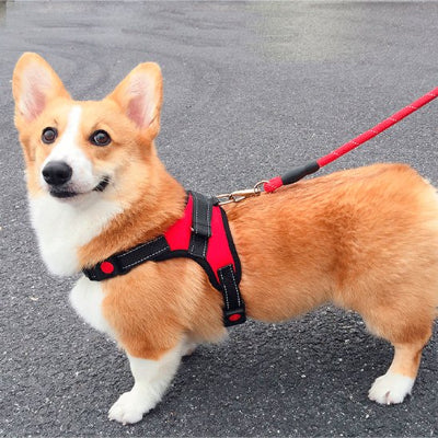 Harnais petit chien anneau d'attache dorsal