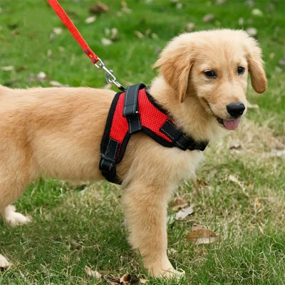 Harnais petit chien anti traction fixation rapide
