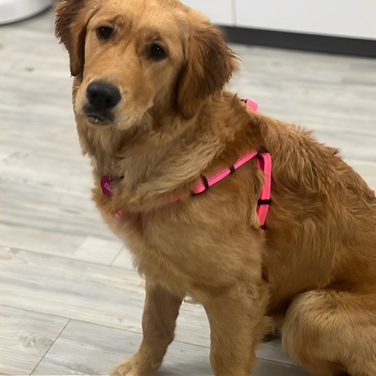 harnais pour  chien Structure légère et confortable