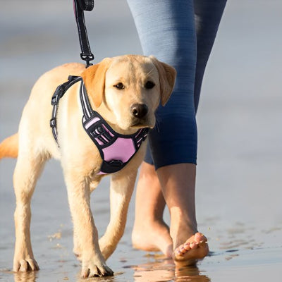 Harnais pour chien ajustable et respirant