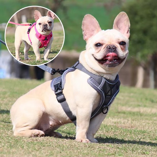 harnais pour chien avec 2 crochets