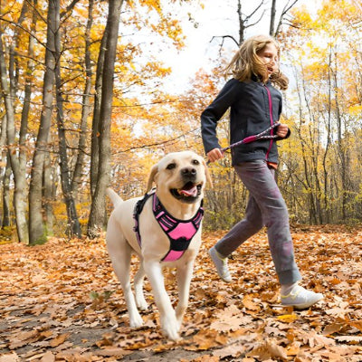 Harnais pour chien avec une belle stabilite