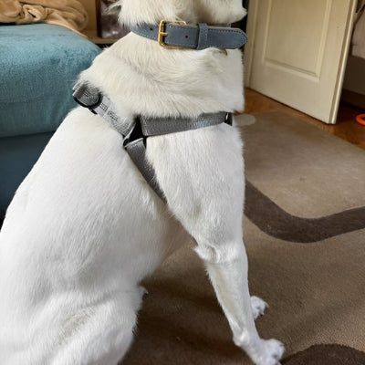 harnais pour chien confort securite