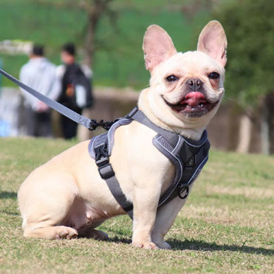 harnais pour chien facile à utiliser et durable