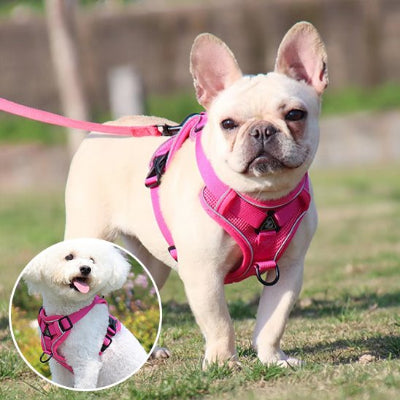 harnais pour chien rembourré d'un coussin confortable