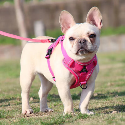 harnais pour chien sangle de poitrine réglable