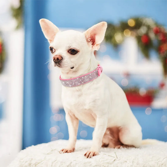 Collier chien à strass - Luxe et glamour