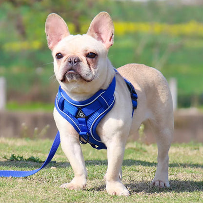 Harnais pour chien - Nuit douce