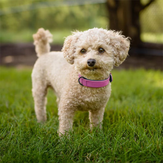 Collier en cuir pour chien | Raffiné, confortable et résistant