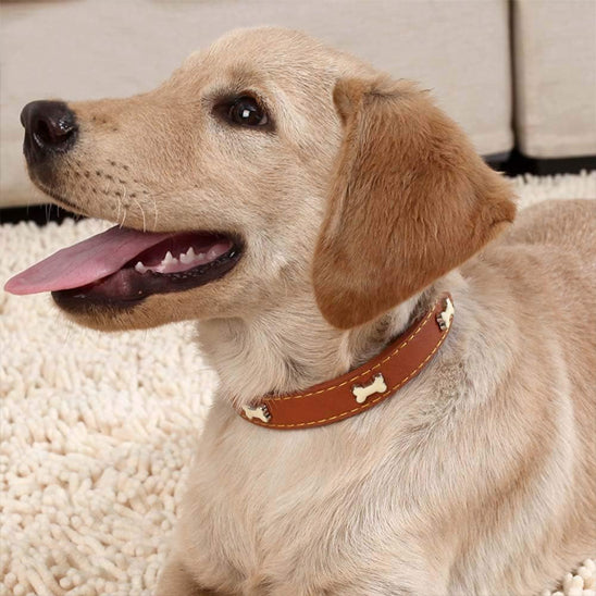 collier en cuir pour chien | Luxe, confort et résistance