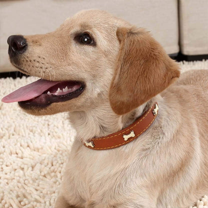 collier en cuir pour chien | Luxe, confort et résistance