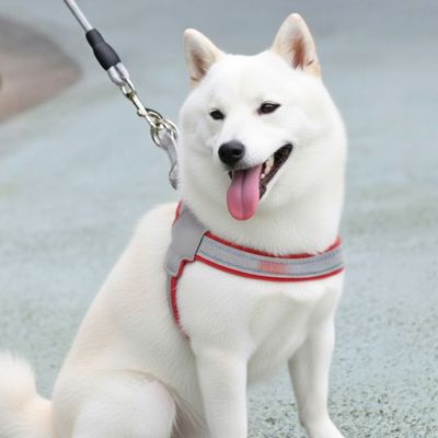 Harnais chien anti-traction confortable et sécurisé | Atlas
